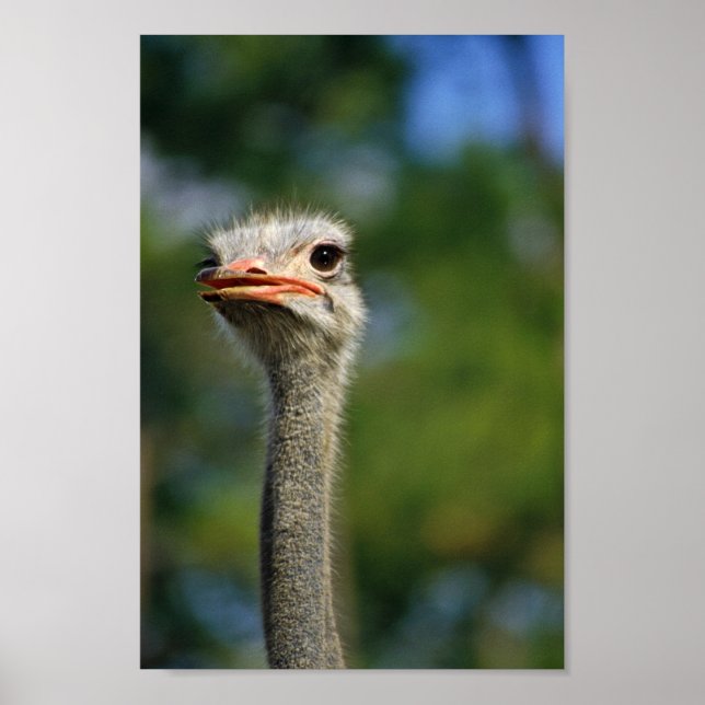 Póster Ostrich (Frente)