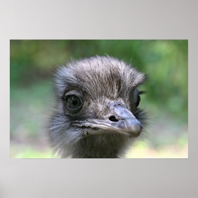 Poster Ostrich (Frente)