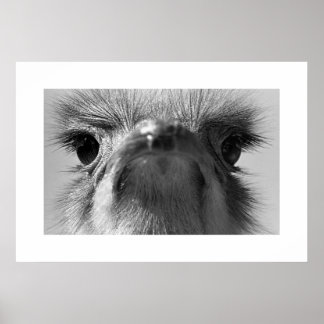 Póster Ostrich#1-Poster