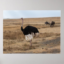 Poster Ostrich Africano nas Planícies Abertas