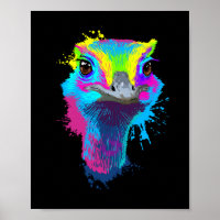 Ostrich Colorful Bird Lover Ostriques