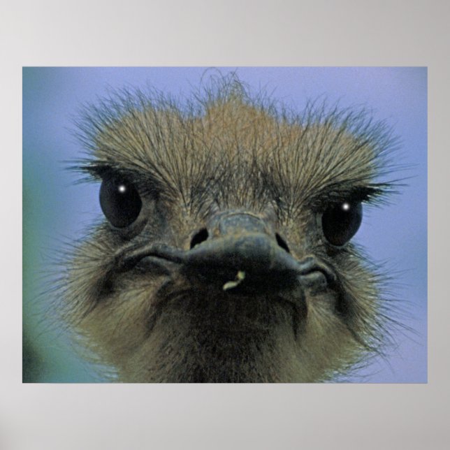 Póster Ostrich ou Emu com "problemas"! (Frente)