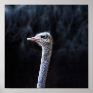 Poster ostrich portrait