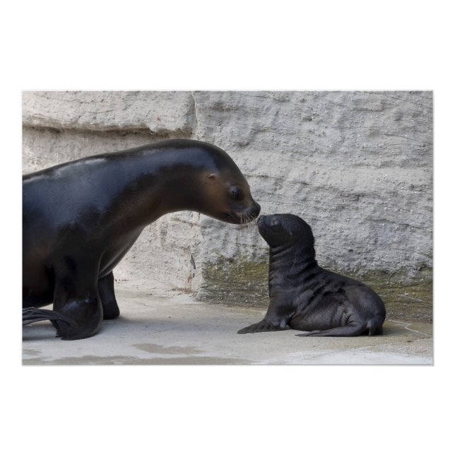 Póster Otaria flavescens (Frente)