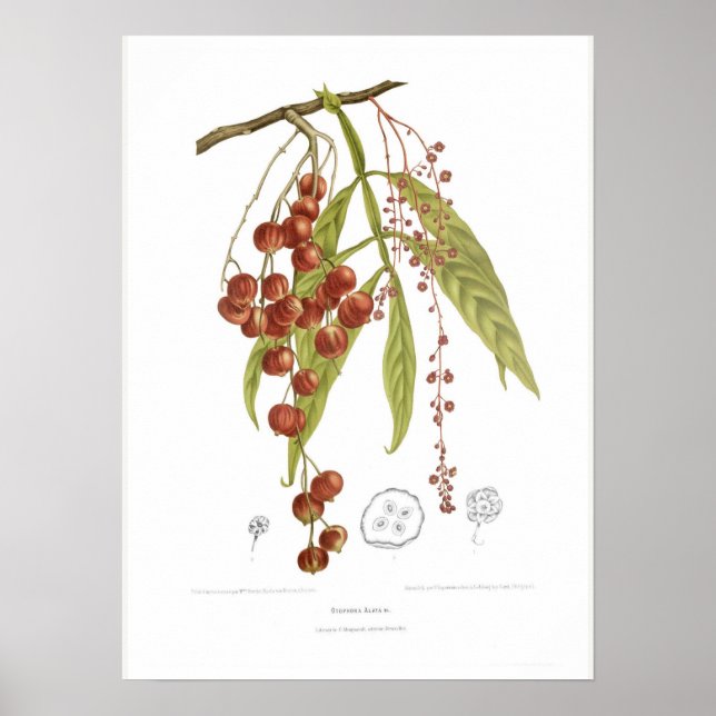 Poster Otorpha alata (Frente)