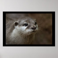 Otter