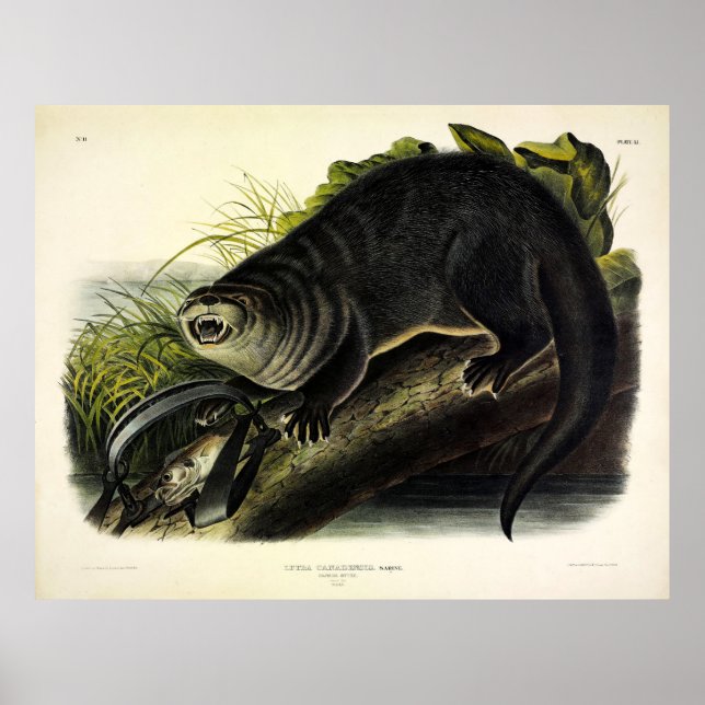 Poster Otter do Canadá (River Otter) - Quadrupedes de Aud (Frente)