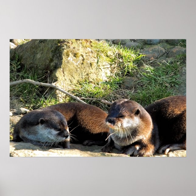 POSTER OTTERS (Frente)