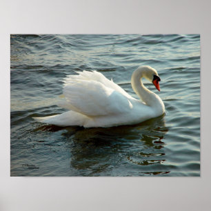 Poster ou impressão eyed azul da cisne