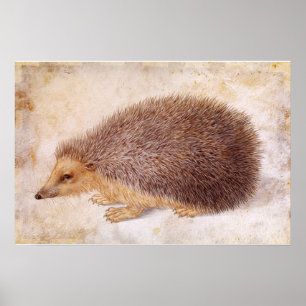 Póster OURIÇO / Desenho de Animal