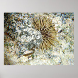 Póster Ouriço-do-Mar Havaiano