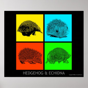 Poster Ouriço e Echidna coloridos