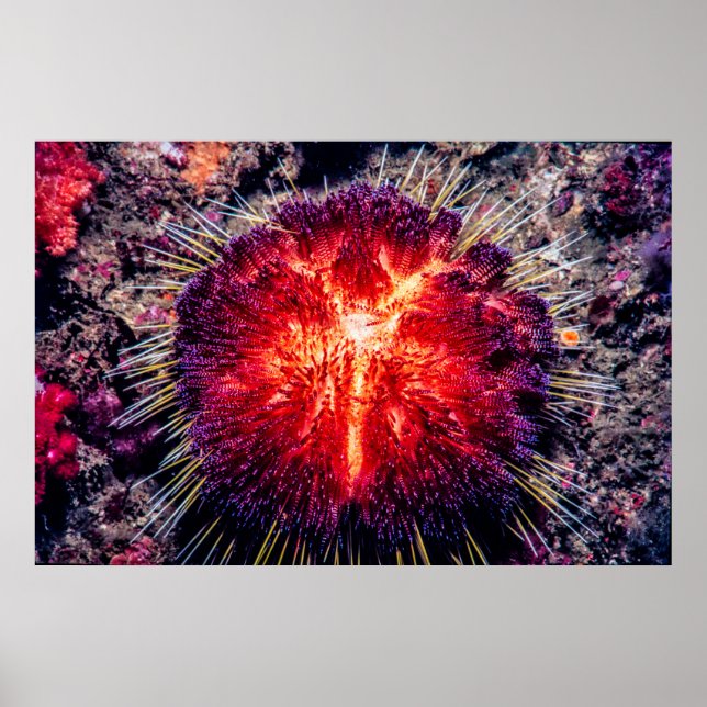 Poster ouriço-fogo (Frente)