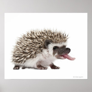 Póster ouriço Quatro-toed - albiventris de Atelerix