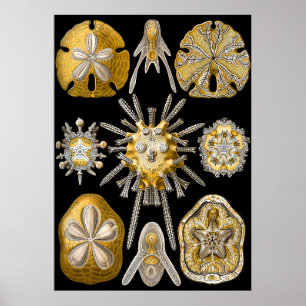Poster Ouriços-do-mar macro aquáticos do ~ de Haeckel d