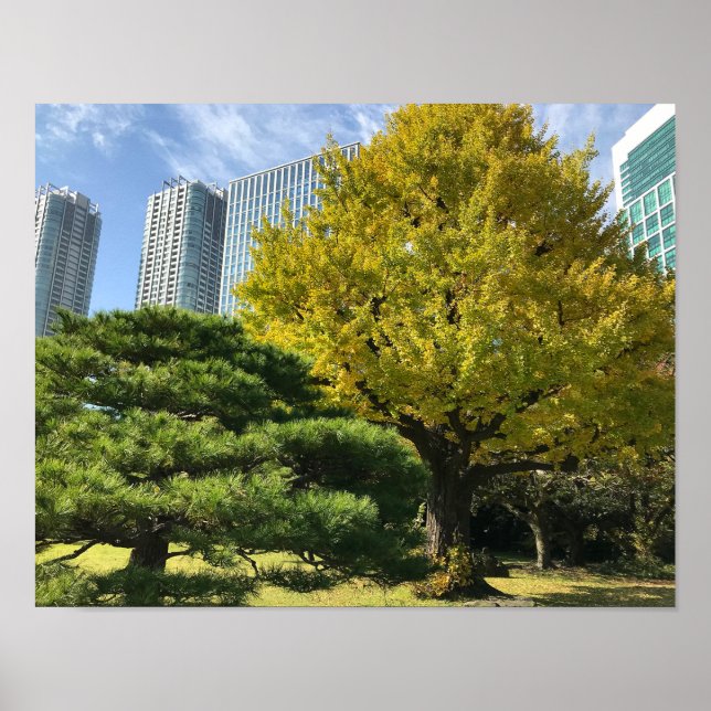 Poster Ouro Amarelo Ginkgo e Pine Tree (Frente)