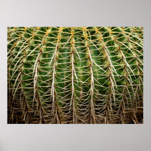 Poster Ouro Barrel Cactus