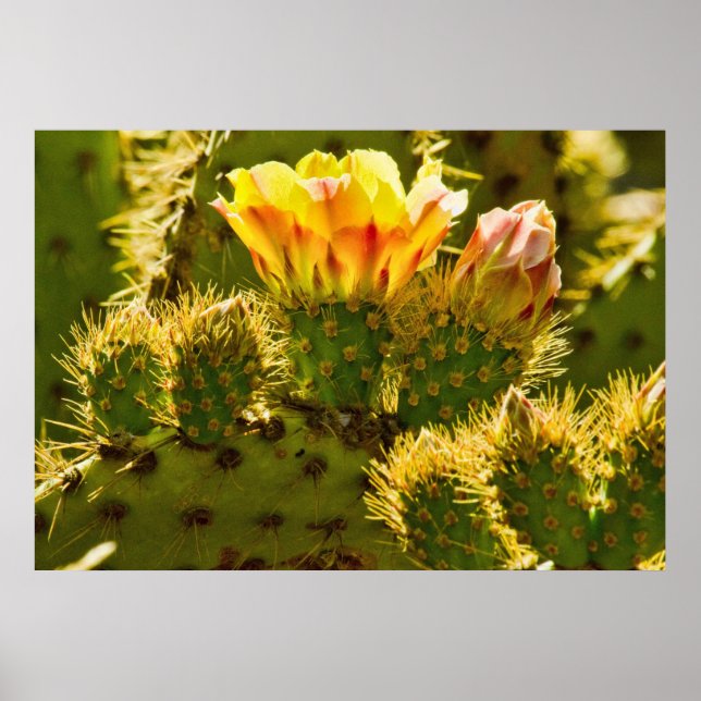 Póster Ouro Bloom (Frente)