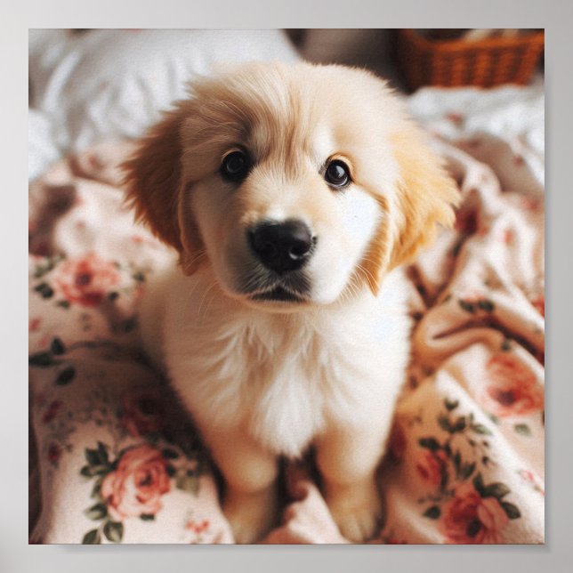 Poster ouro bonito - Olhos de cachorro do Retriever (Frente)