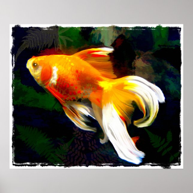 Poster Ouro Brilhante Koi no Peixe Escuro (Frente)