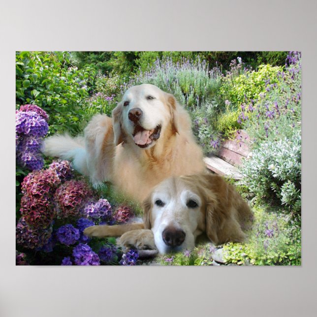 Poster ouro Buddies (Frente)