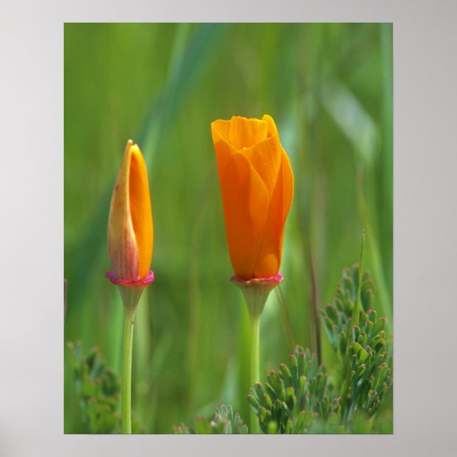 Póster Ouro da Califórnia em um campo verde (Frente)