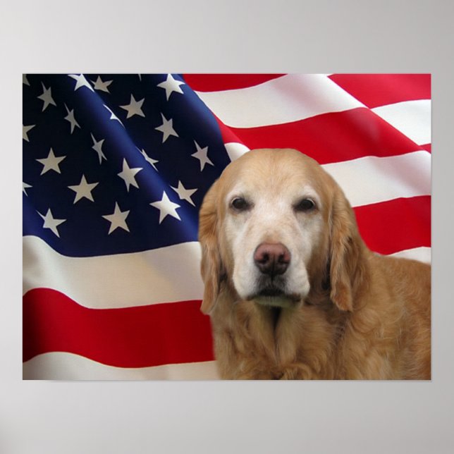 Poster Ouro de Sinalizador Americano para Retriever de Im (Frente)