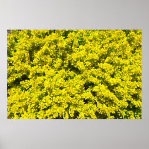 Póster Ouro dos arbustos de flores amarelas Woadwaxen