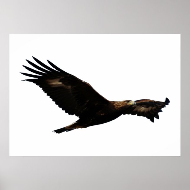 Póster Ouro Eagle Soaring (Frente)