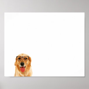 Poster Ouro engraçado bonito, cão de varejo