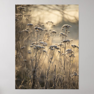 Poster Ouro Frosty Morning Região Flamenga
