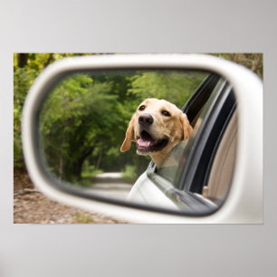 Poster Ouro Labrador No Espelho Da Rearview