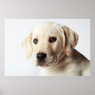 Poster Ouro Labrador Puppy
