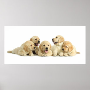 Poster Ouro Labrador Puppy Pile