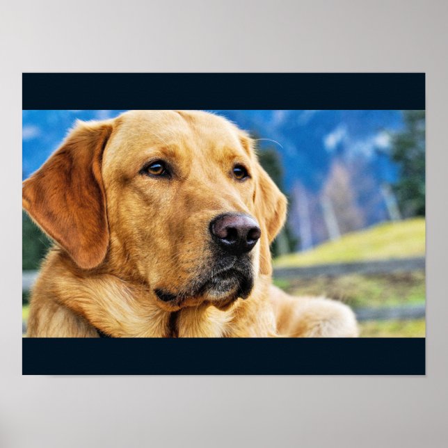 Poster Ouro Labrador Retriever (Frente)