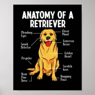 Poster Ouro Labrador Retriever Anatomia de Um Retriever