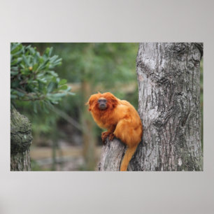 Poster Ouro Lion Tamarin
