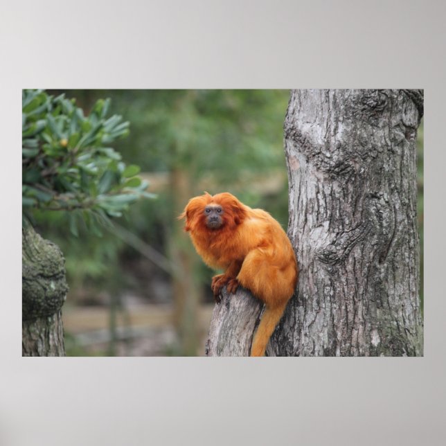 Poster Ouro Lion Tamarin (Frente)