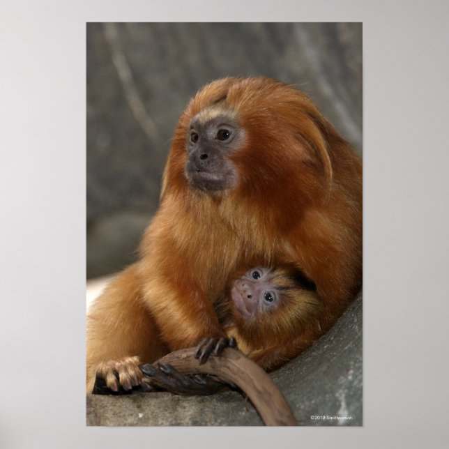 Poster Ouro Lion Tamarin com bebê (Frente)