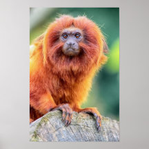 Ouro Lion Tamarin emperrado ao fechar o log