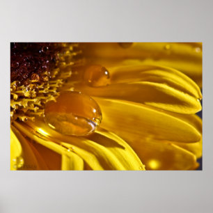 Poster Ouro líquido
