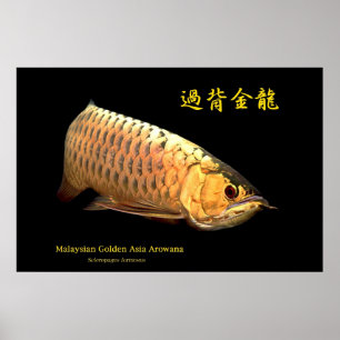 Póster Ouro malaio Arowana