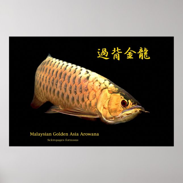 Póster Ouro malaio Arowana (Frente)