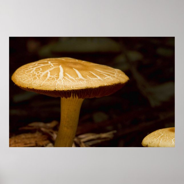 Póster Ouro Morning (Frente)