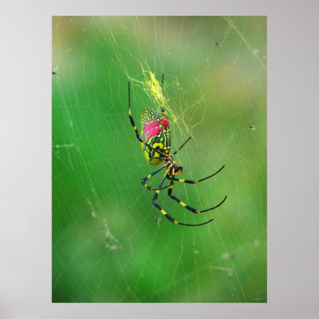Poster Ouro Orb Weaver Spider (Frente)