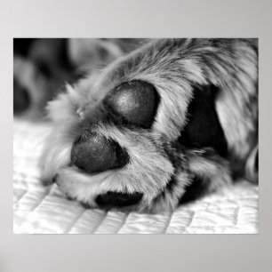 Póster Ouro Polar - Cachorro de Retriever