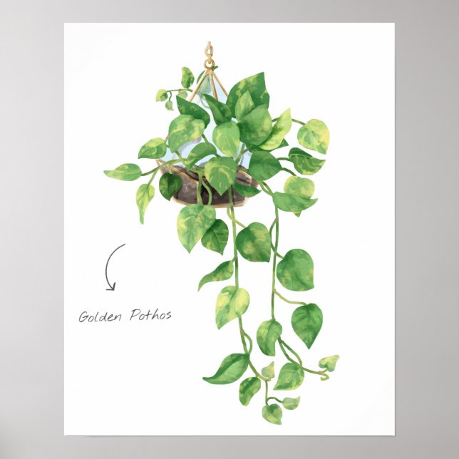 Poster Ouro Pothos (Frente)