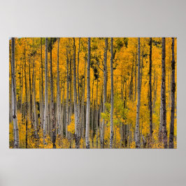 Poster Ouro Quakies, Colorado