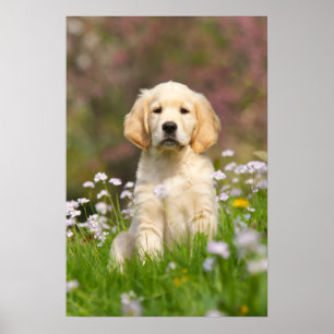 Poster Ouro Retriever cachorrinho de Goldie
