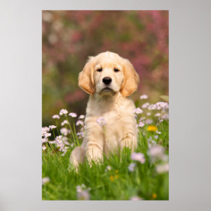 Poster Ouro Retriever cachorrinho de Goldie